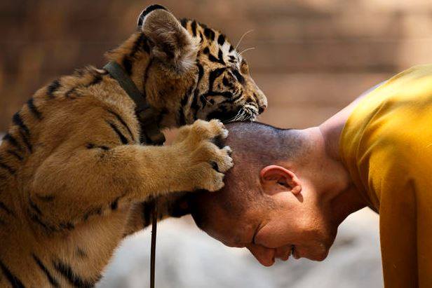 Thái Lan: Chùa Hổ nổi tiếng sẽ sớm không còn hổ 