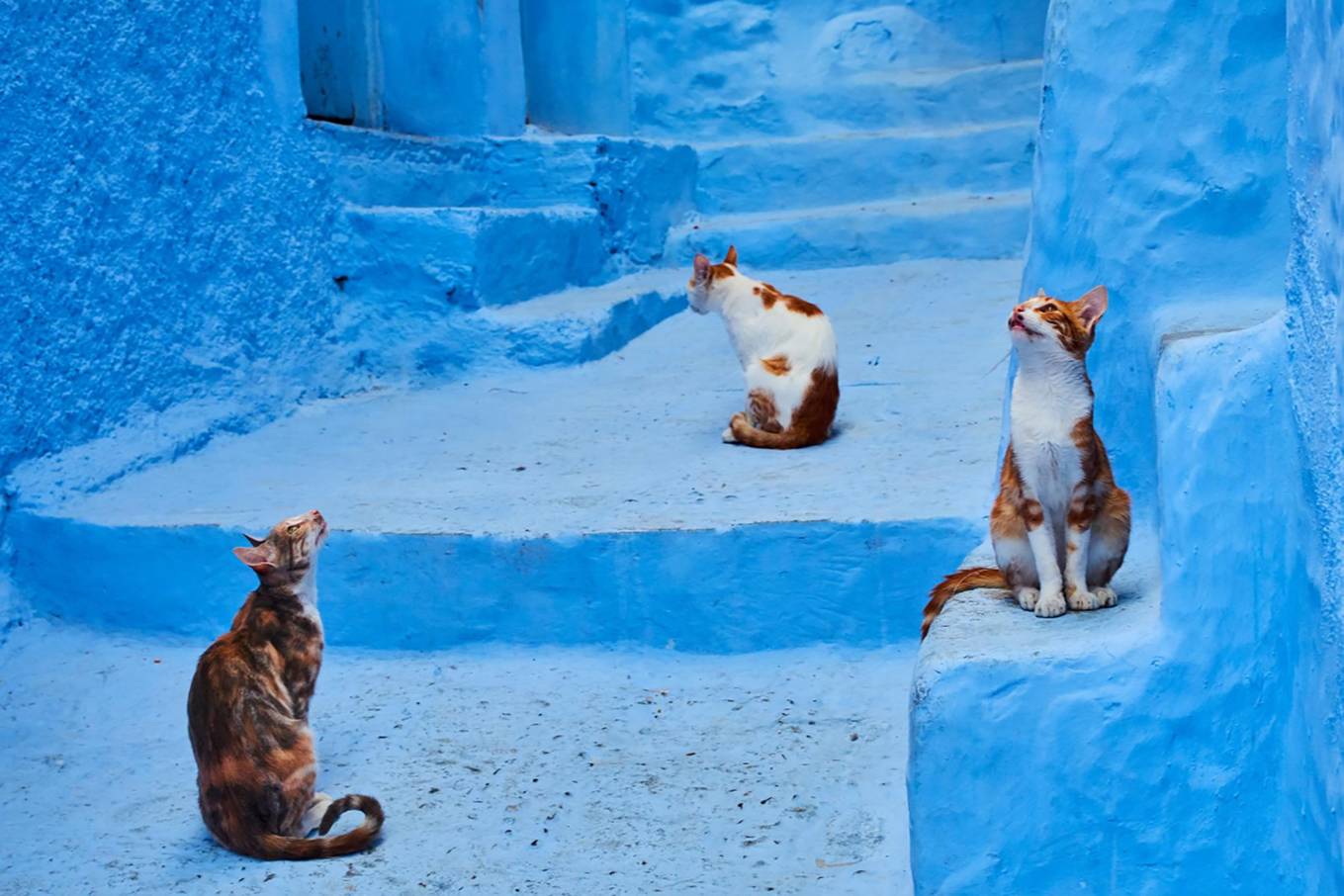 Cặp đôi dành 18 năm chụp mèo trên đường du lịch 