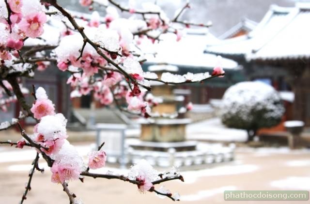 Nét đẹp tự viện 'Ngôi chùa Hán trong bão tuyết'