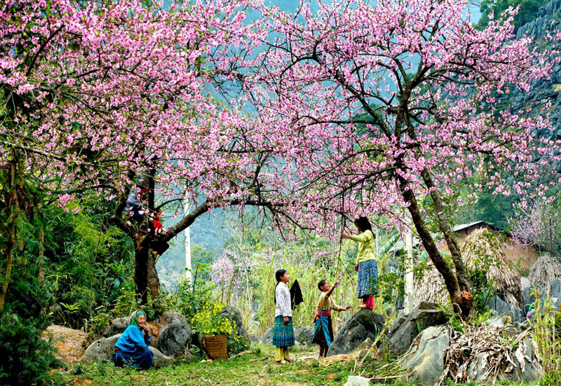 Mùa xuân hoa đào nở tại Miền Núi Sapa - Lào Cai.
