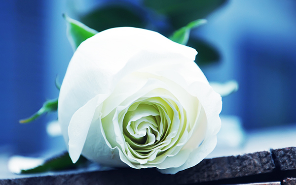 Một bông hồng trắng