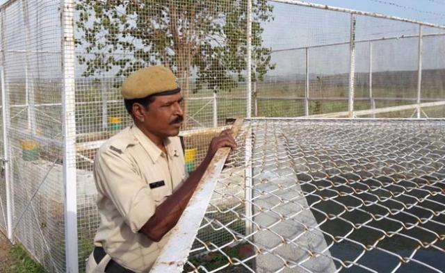 Ấn Độ: Chính quyền chi số tiền lớn để bảo vệ cây Bồ-đề 
