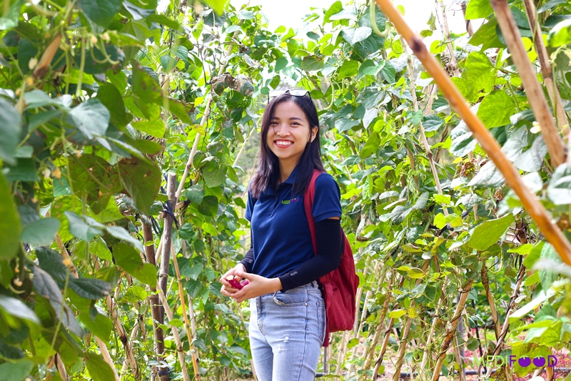 Chị Trần Mạc Vân Anh - Đồng sáng lập MEDIFOOD.IO trong một chuyến khảo sát hỗ trợ nhà vườn tại các tỉnh, thành
