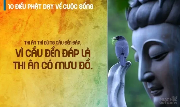 10 lời dạy của Đức Phật về cuộc sống hay nhất image-1731940107132