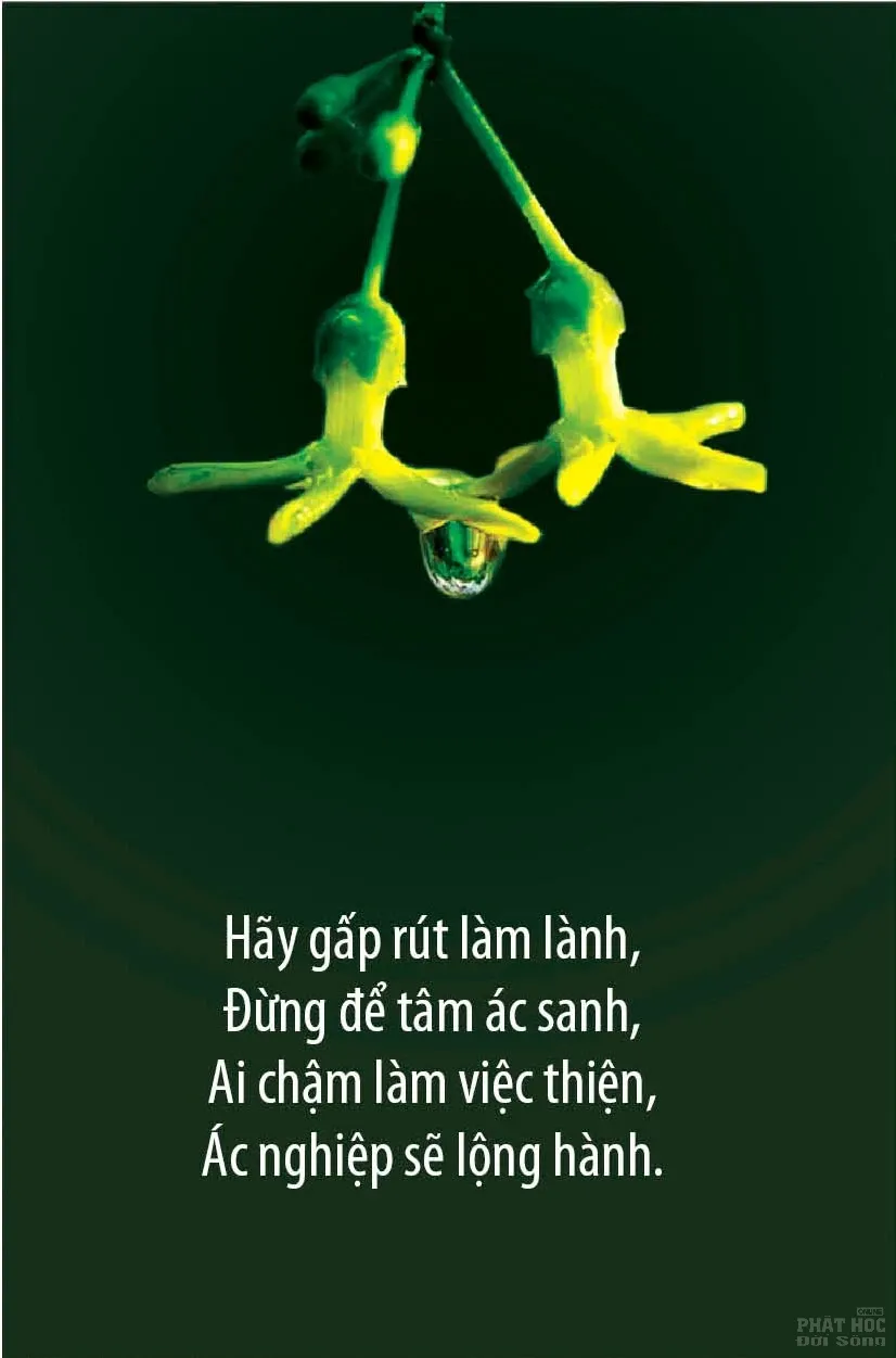 12 mẫu thiết kế Kinh Pháp Cú image-1731935968764