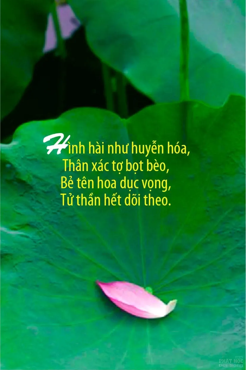 12 mẫu thiết kế Kinh Pháp Cú image-1731935970015