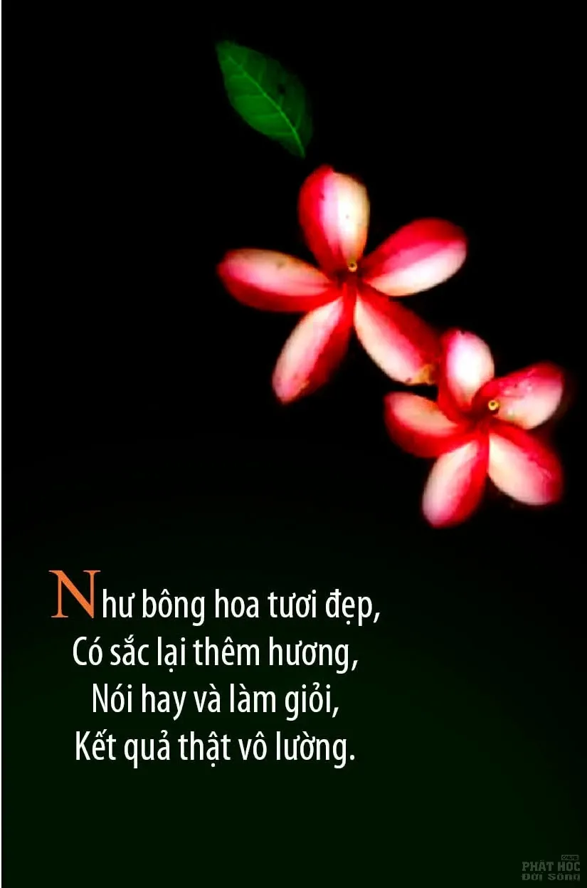 12 mẫu thiết kế Kinh Pháp Cú image-1731935971253