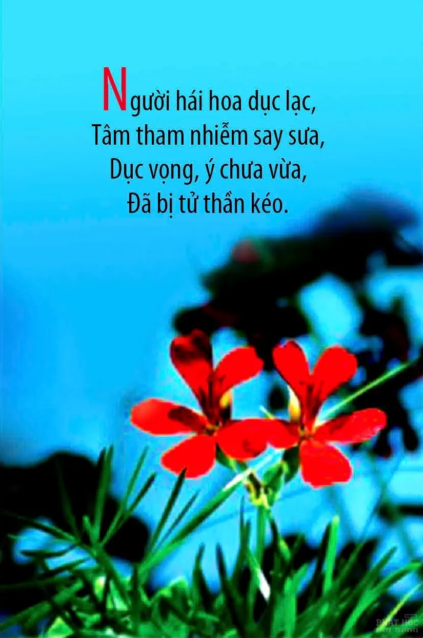 12 mẫu thiết kế Kinh Pháp Cú image-1731935976241