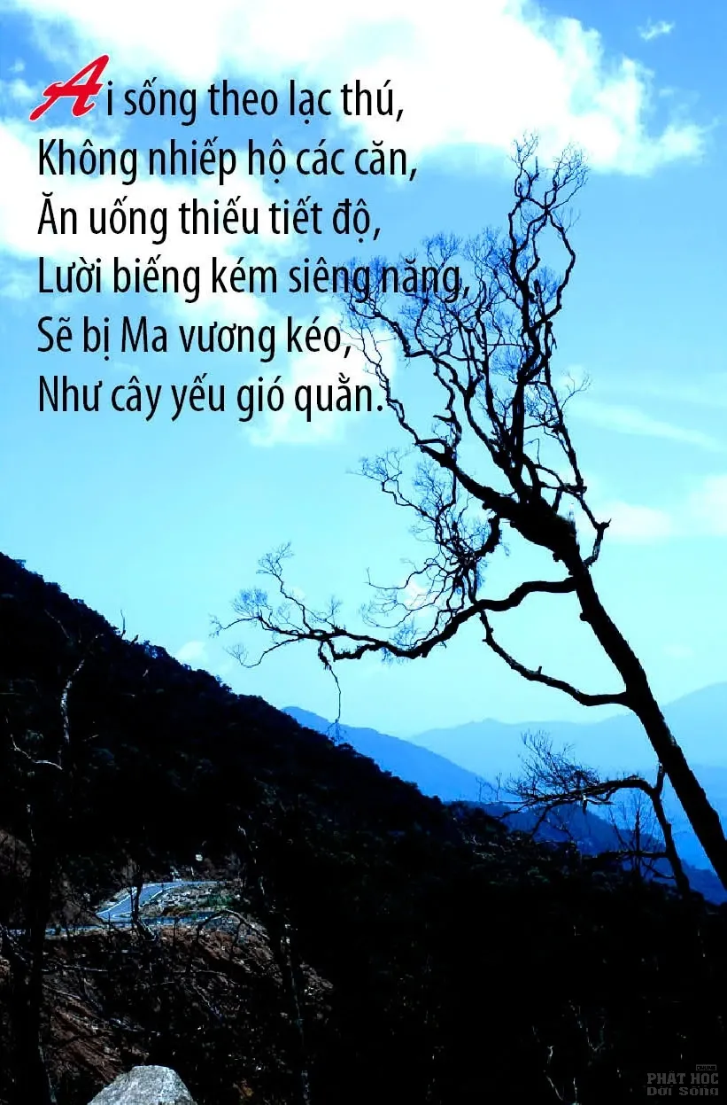 12 mẫu thiết kế Kinh Pháp Cú image-1731935977565