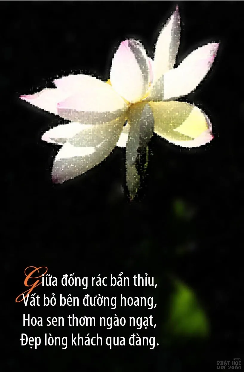12 mẫu thiết kế Kinh Pháp Cú image-1731935982024