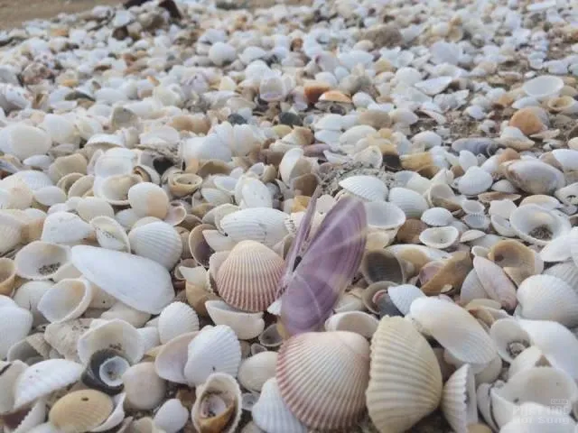 Biển Cửa Lò buồn tênh image-1731920836710