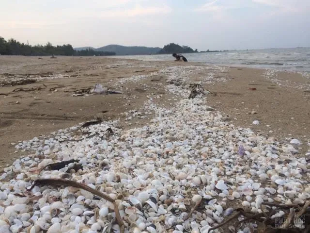 Biển Cửa Lò buồn tênh image-1731920838164