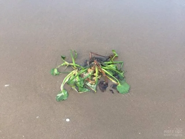 Biển Cửa Lò buồn tênh image-1731920838797