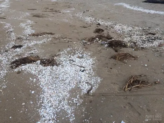 Biển Cửa Lò buồn tênh image-1731920839550