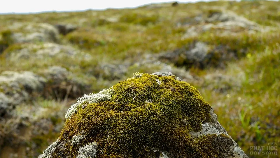 Ca khúc ‘Tình Nhi Nữ’ trong phim Tây du ký: Cạm bẫy mời gọi người chân tu, danh-lợi-tình làm sao để dứt? image-1732286166885