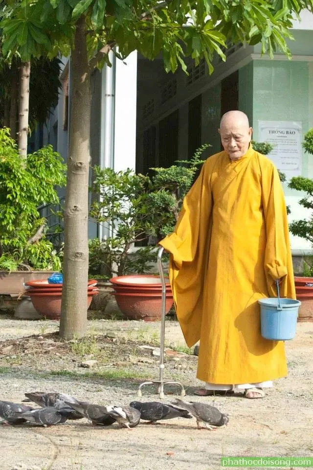 Chùm ảnh Đại lão HT Thích Tắc An lúc sinh tiền image-1732292238966