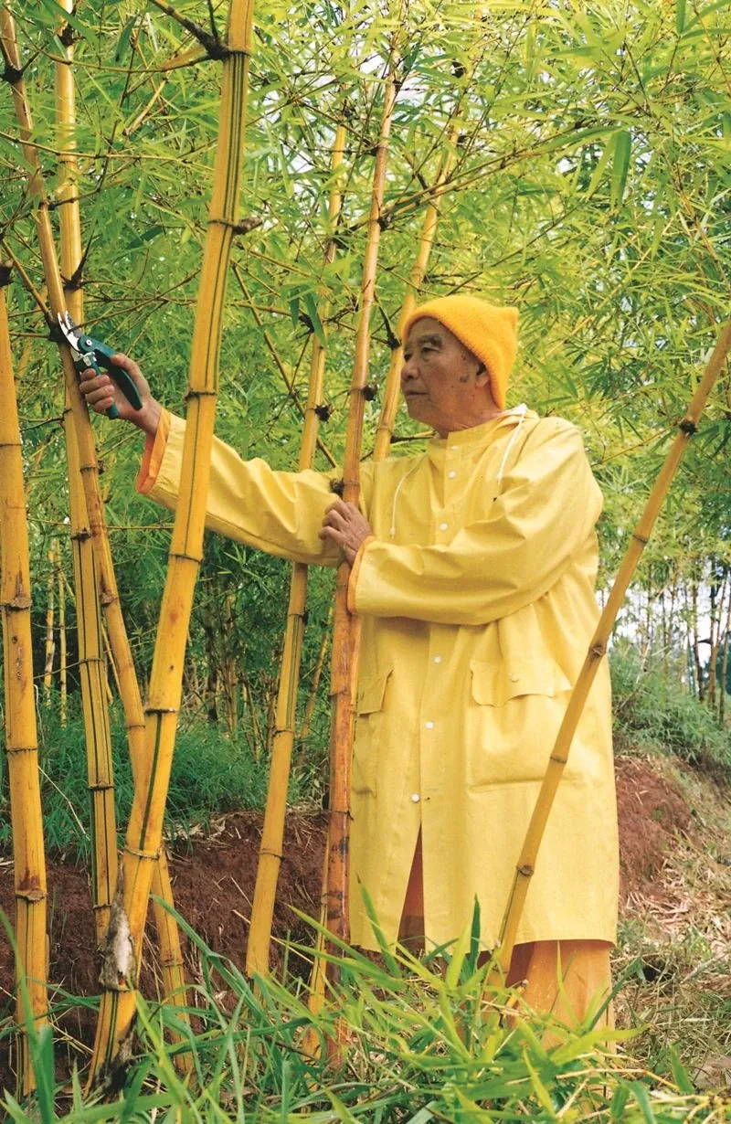 Chùm ảnh đẹp: Thiền sư Thích Thanh Từ image-1731747869973