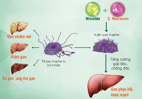 Dấu hiệu cảnh báo gan nhiễm độc và cách giải độc khoa học image-1731919345559