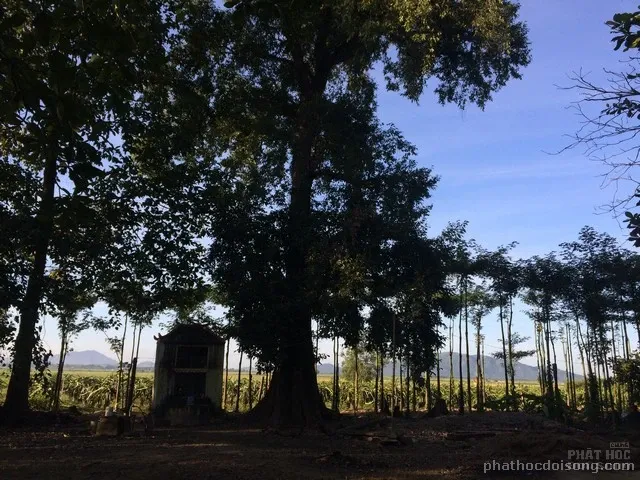 Đầu xuân thăm chùa Bửu Lâm - Bình Thuận image-1731931615601