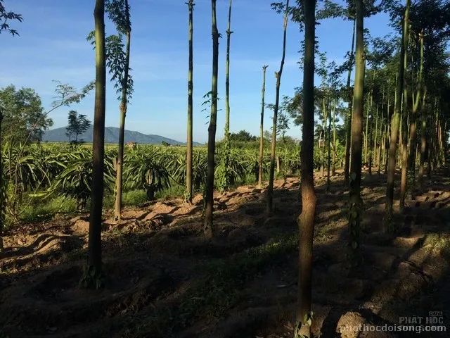 Đầu xuân thăm chùa Bửu Lâm - Bình Thuận image-1731931621581