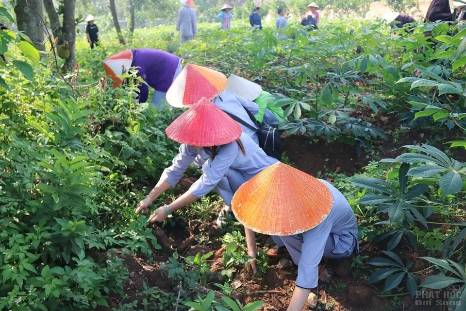 Hà Nội: Khóa tu mùa hè 'Về để lắng nghe' Chùa Hòa Phúc 5 Hà Nội: Khóa tu mùa hè 'Về để lắng nghe' Chùa Hòa Phúc image-1731942545938