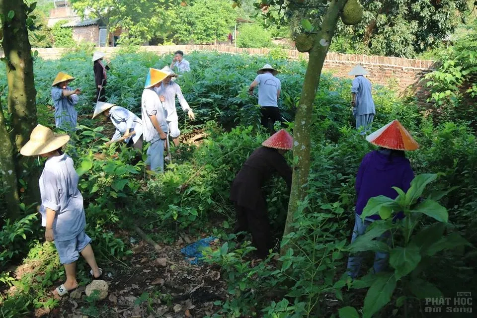Hà Nội: Khóa tu mùa hè 'Về để lắng nghe' Chùa Hòa Phúc 12 Hà Nội: Khóa tu mùa hè 'Về để lắng nghe' Chùa Hòa Phúc image-1731942552689
