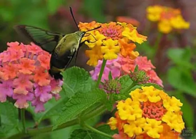 Hàng loạt cây cảnh chứa chất độc chết người Hàng loạt cây cảnh chứa chất độc chết người image-1731934515696