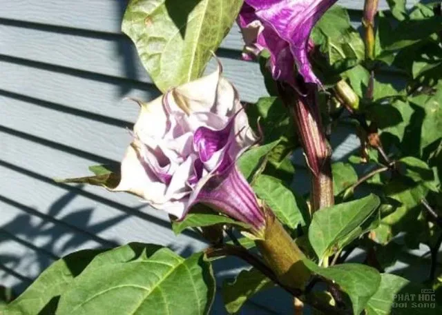 Hàng loạt cây cảnh chứa chất độc chết người Hàng loạt cây cảnh chứa chất độc chết người image-1731934517111