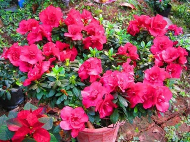 Hàng loạt cây cảnh chứa chất độc chết người image-1731934517801