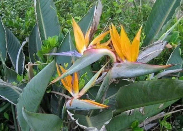 Hàng loạt cây cảnh chứa chất độc chết người Hàng loạt cây cảnh chứa chất độc chết người image-1731934518668