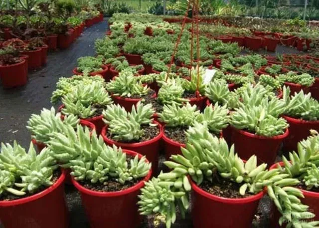 Hàng loạt cây cảnh chứa chất độc chết người 4 Hàng loạt cây cảnh chứa chất độc chết người image-1731934522356