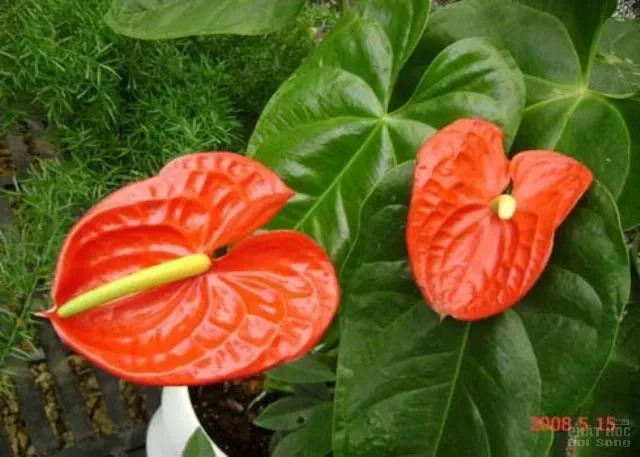 Hàng loạt cây cảnh chứa chất độc chết người 6 Hàng loạt cây cảnh chứa chất độc chết người image-1731934523898