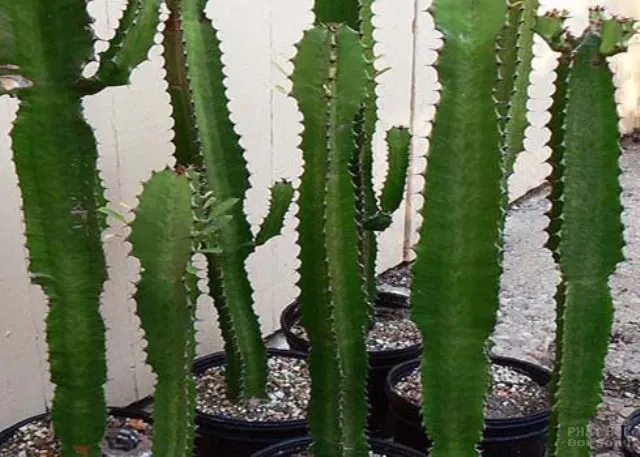 Hàng loạt cây cảnh chứa chất độc chết người image-1731934526062