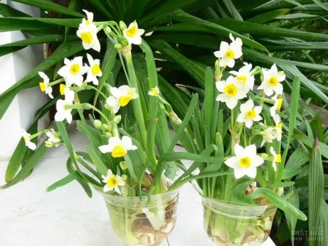 Hàng loạt cây cảnh chứa chất độc chết người Hàng loạt cây cảnh chứa chất độc chết người image-1731934526697