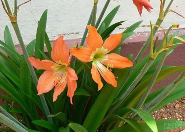 Hàng loạt cây cảnh chứa chất độc chết người Hàng loạt cây cảnh chứa chất độc chết người image-1731934529417