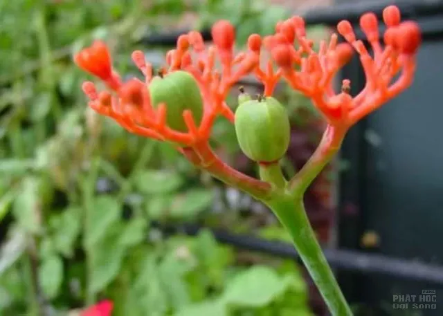 Hàng loạt cây cảnh chứa chất độc chết người Hàng loạt cây cảnh chứa chất độc chết người image-1731934530098