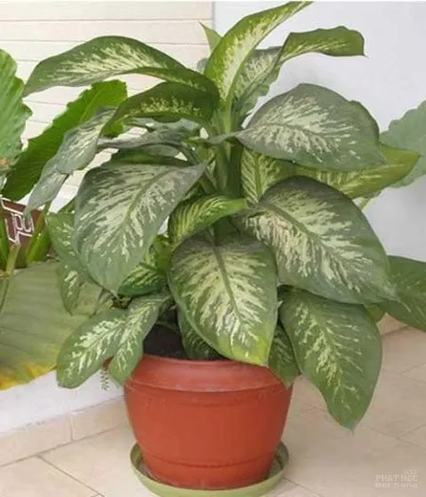 Hàng loạt cây cảnh chứa chất độc chết người Hàng loạt cây cảnh chứa chất độc chết người image-1731934530815