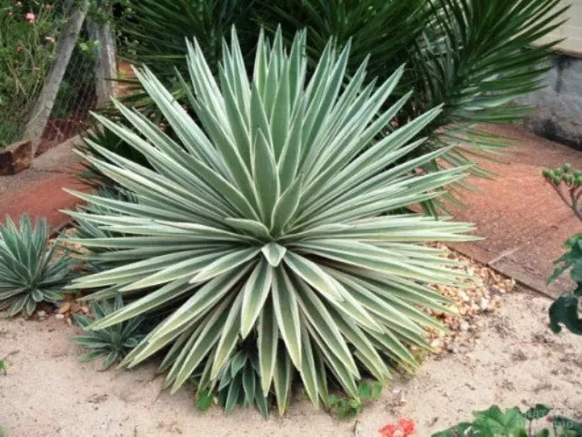 Hàng loạt cây cảnh chứa chất độc chết người Hàng loạt cây cảnh chứa chất độc chết người image-1731934531568