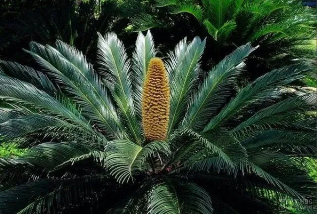 Hàng loạt cây cảnh chứa chất độc chết người Hàng loạt cây cảnh chứa chất độc chết người image-1731934532343