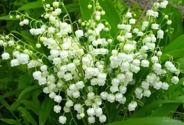 Hàng loạt cây cảnh chứa chất độc chết người Hàng loạt cây cảnh chứa chất độc chết người image-1731934533047