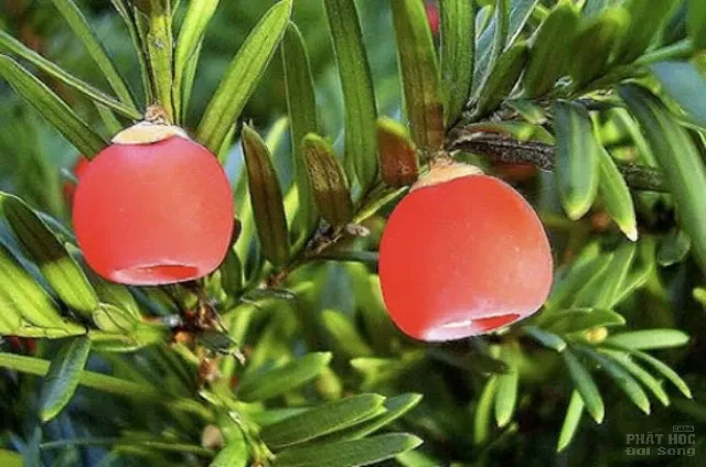 Hàng loạt cây cảnh chứa chất độc chết người Hàng loạt cây cảnh chứa chất độc chết người image-1731934533759