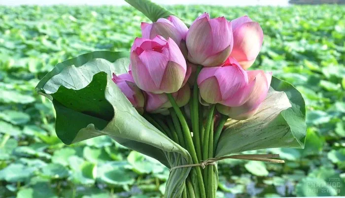 Hãy nhìn sâu vào cuộc sống như nó đang là image-1732289535291