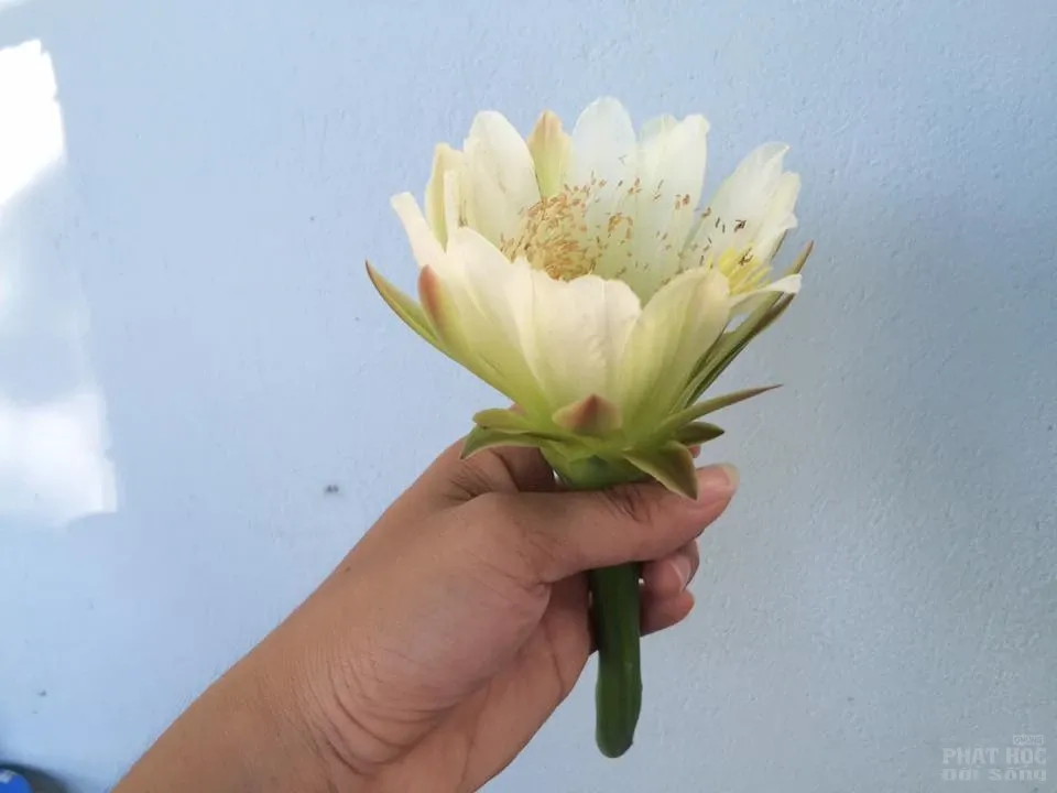 Mùa hoa xương rồng nở rộ Mùa hoa xương rồng nở rộ image-1731921922110
