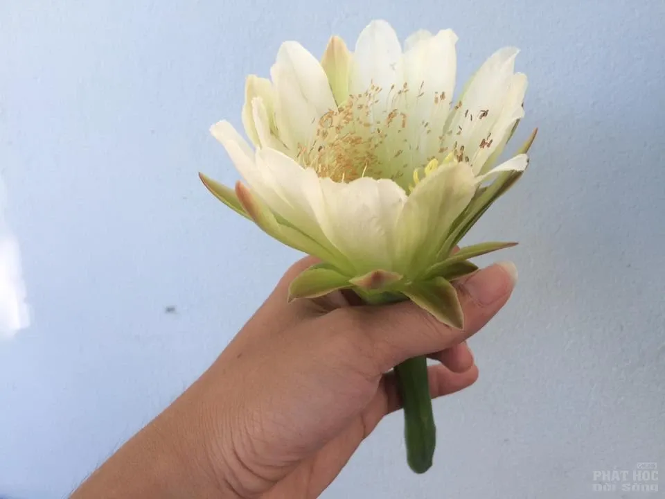 Mùa hoa xương rồng nở rộ 20 Mùa hoa xương rồng nở rộ image-1731921925938