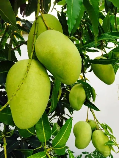 Mùa quả bội thu trong vườn nhà Việt Trinh image-1731726766465