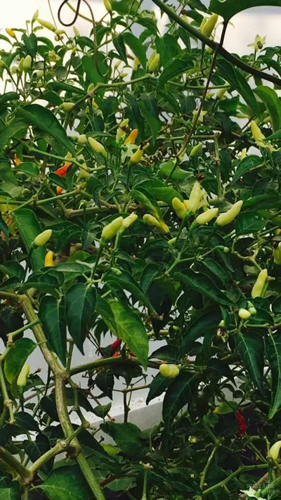 Mùa quả bội thu trong vườn nhà Việt Trinh image-1731726774106