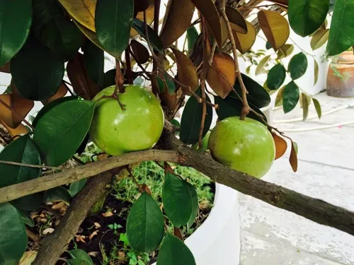 Mùa quả bội thu trong vườn nhà Việt Trinh 18 Mùa quả bội thu trong vườn nhà Việt Trinh image-1731726776479