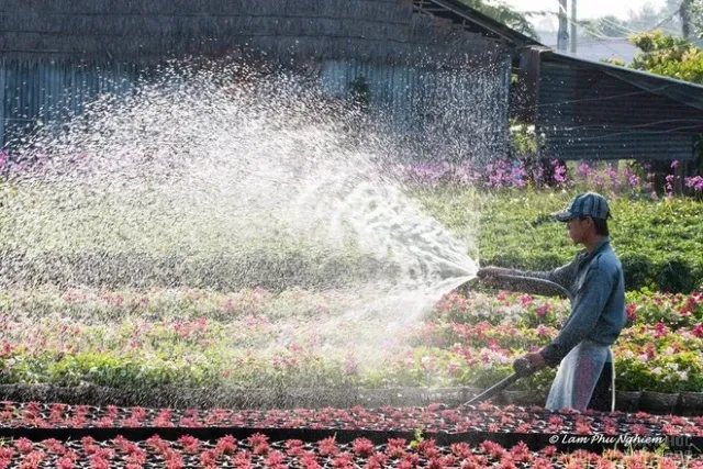 Muôn hoa Sa Đéc khoe sắc đón xuân về image-1731725945662