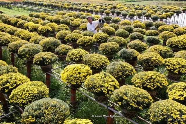 Muôn hoa Sa Đéc khoe sắc đón xuân về image-1731725946318