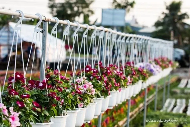 Muôn hoa Sa Đéc khoe sắc đón xuân về image-1731725946850